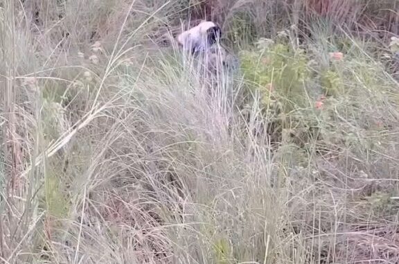 Another Indian Couple Busted While Having Sex In The Bush In Public (18+)