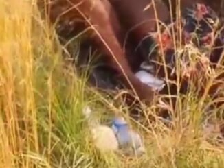 Crazy Mzansi Couple Having Sex In The Bush In Public (18+)