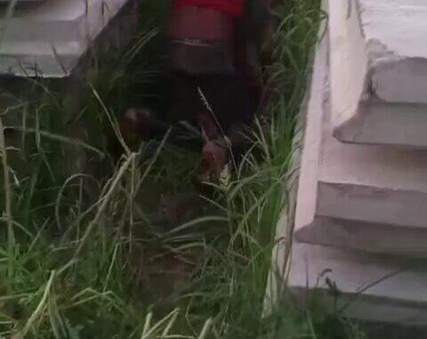 Crazy Black Guy Seen Fucking Girl With Big Ass In The Bush (18+)